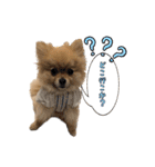 ポメラニアンおむぎ2（個別スタンプ：8）