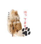 ポメラニアンおむぎ2（個別スタンプ：16）