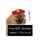 ポメラニアンおむぎ2（個別スタンプ：32）