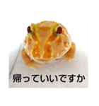 カエルさんベルツノガエル5（個別スタンプ：1）