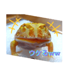 カエルさんベルツノガエル5（個別スタンプ：3）