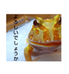 カエルさんベルツノガエル5（個別スタンプ：5）