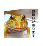 カエルさんベルツノガエル5（個別スタンプ：6）