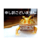 カエルさんベルツノガエル5（個別スタンプ：7）