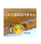 カエルさんベルツノガエル5（個別スタンプ：8）