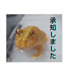 カエルさんベルツノガエル5（個別スタンプ：15）