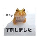 カエルさんベルツノガエル5（個別スタンプ：16）