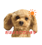 ちわぷーとちわわの仲良しスタンプ（個別スタンプ：1）