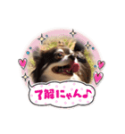 ちわぷーとちわわの仲良しスタンプ（個別スタンプ：6）