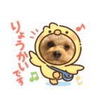 ちわぷーとちわわの仲良しスタンプ（個別スタンプ：15）