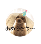ちわぷーとちわわの仲良しスタンプ（個別スタンプ：17）