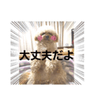 ちわぷーとちわわの仲良しスタンプ（個別スタンプ：19）