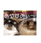 ちわぷーとちわわの仲良しスタンプ（個別スタンプ：22）