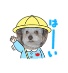 キュートな犬スタンプ♫（個別スタンプ：1）