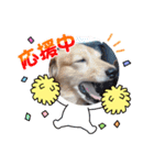 キュートな犬スタンプ♫（個別スタンプ：3）