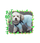 キュートな犬スタンプ♫（個別スタンプ：6）