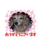 キュートな犬スタンプ♫（個別スタンプ：7）