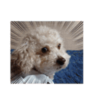 キュートな犬スタンプ♫（個別スタンプ：9）