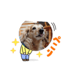 キュートな犬スタンプ♫（個別スタンプ：11）