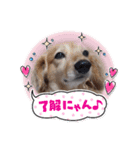 キュートな犬スタンプ♫（個別スタンプ：12）