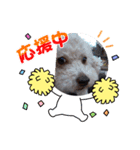 キュートな犬スタンプ♫（個別スタンプ：13）