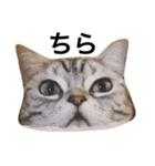 ねこもふ生活スタンプ（個別スタンプ：1）