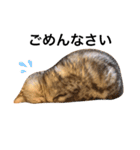 ねこもふ生活スタンプ（個別スタンプ：2）