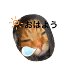 ねこもふ生活スタンプ（個別スタンプ：6）