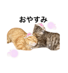 ねこもふ生活スタンプ（個別スタンプ：7）
