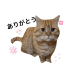 ねこもふ生活スタンプ（個別スタンプ：8）