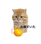 ねこもふ生活スタンプ（個別スタンプ：10）