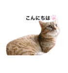 ねこもふ生活スタンプ（個別スタンプ：15）
