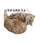 ねこもふ生活スタンプ（個別スタンプ：16）
