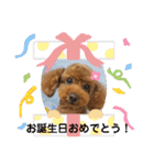 茶娘ショコラの日常（個別スタンプ：9）