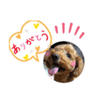 茶娘ショコラの日常（個別スタンプ：11）