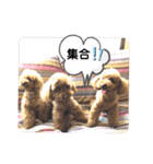 茶娘ショコラの日常（個別スタンプ：12）