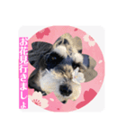 チマちゃんSTAMP❹（個別スタンプ：2）