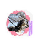 チマちゃんSTAMP❹（個別スタンプ：3）
