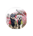 チマちゃんSTAMP❹（個別スタンプ：4）