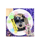チマちゃんSTAMP❹（個別スタンプ：5）