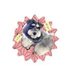 チマちゃんSTAMP❹（個別スタンプ：6）