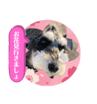 チマちゃんスタンプ⑤（個別スタンプ：1）