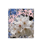 励ましたい桜（個別スタンプ：1）