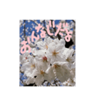 励ましたい桜（個別スタンプ：2）
