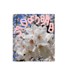 励ましたい桜（個別スタンプ：3）