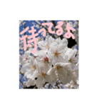 励ましたい桜（個別スタンプ：5）