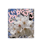 励ましたい桜（個別スタンプ：6）