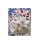 励ましたい桜（個別スタンプ：7）