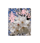 励ましたい桜（個別スタンプ：8）