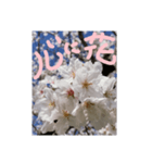 励ましたい桜（個別スタンプ：9）